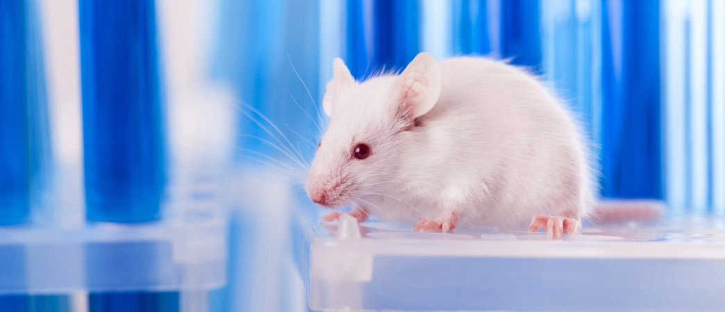 Comment réduire le nombre d’animaux de laboratoire?